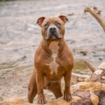 jairo_thoma_photography-24