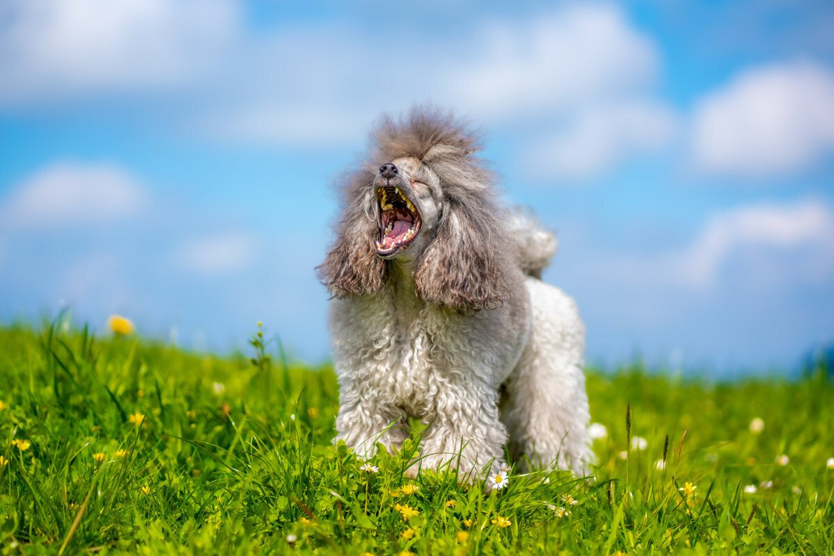 jairo_thoma_photography-41