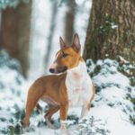 jairo_thoma_photography-60